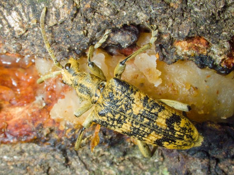 Rhagium sycophanta (Schrank, 1781)